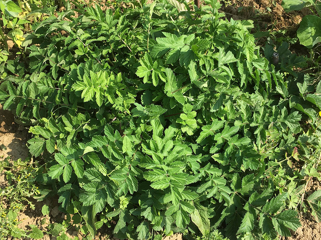 Pastinaca sativa ssp sylvestris